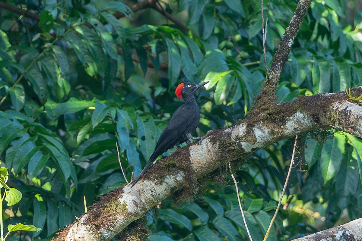 Andaman Woodpecker - ML641419025
