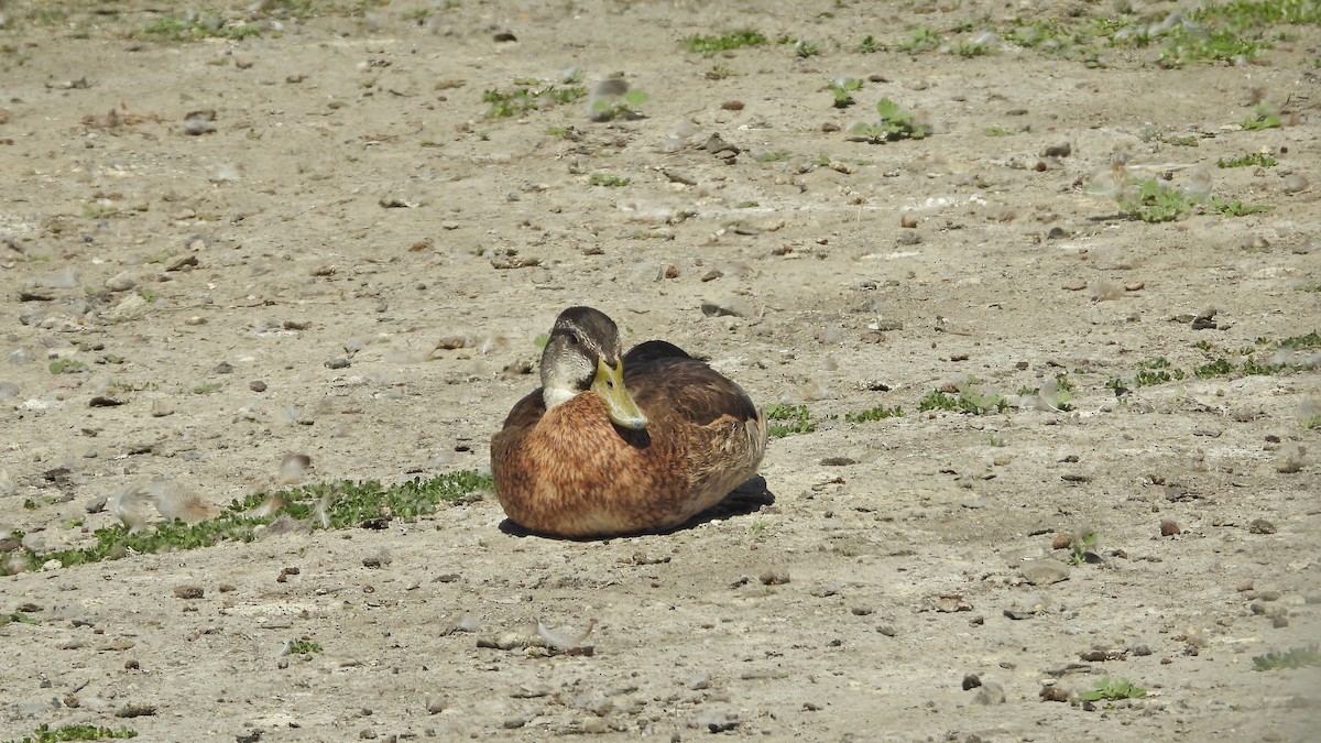 Mallard - ML641419026