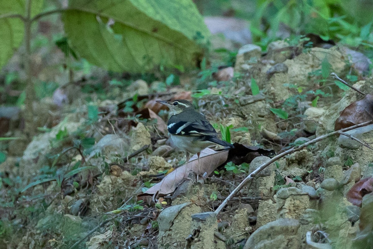 Forest Wagtail - ML641419027