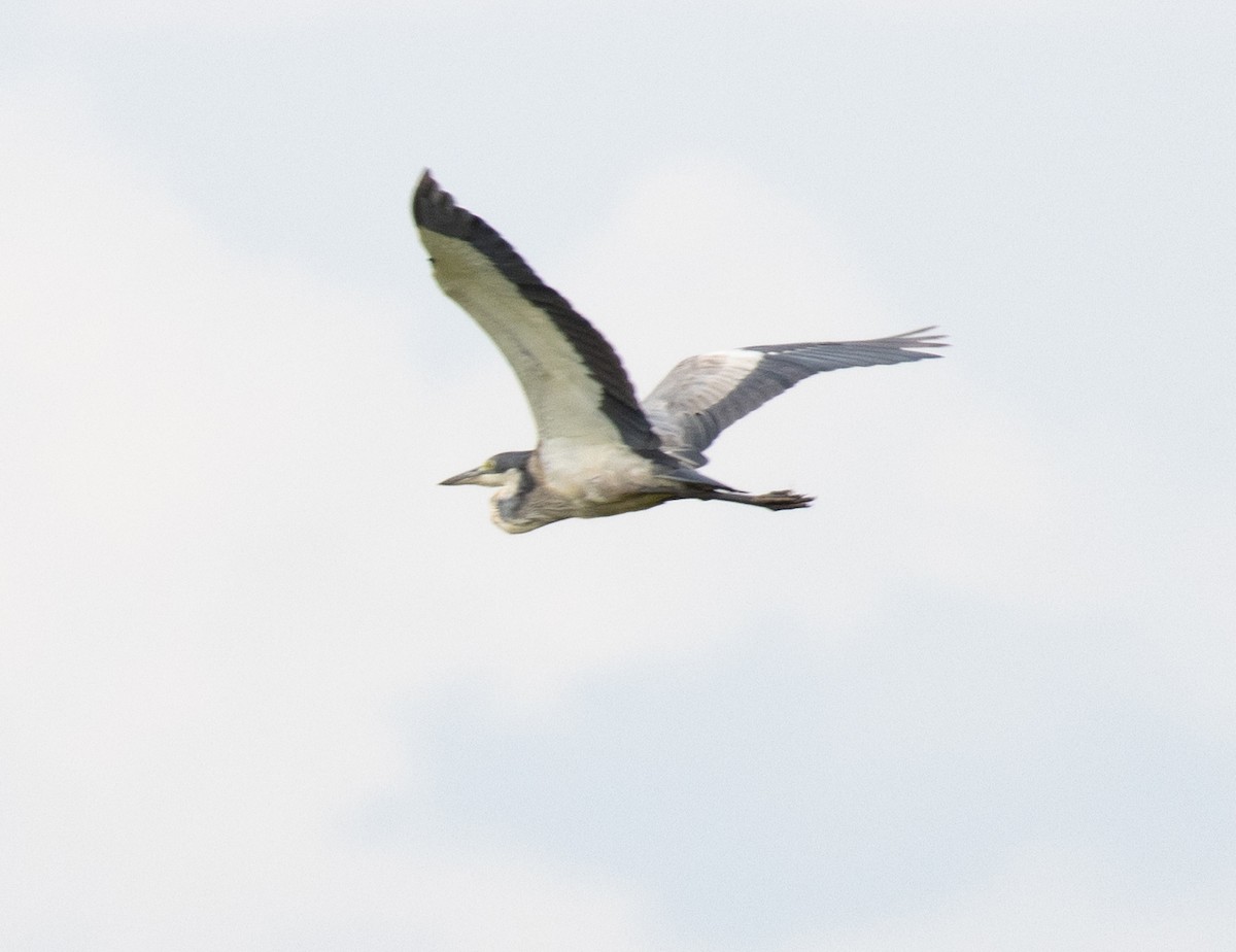 Black-headed Heron - ML641419028