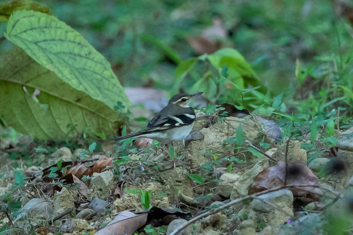 Forest Wagtail - ML641419029