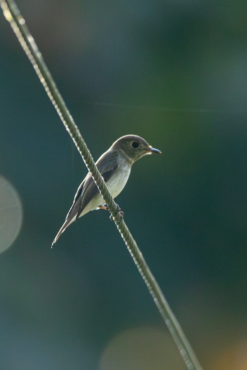 Дагуурын намнаахай - ML641419040