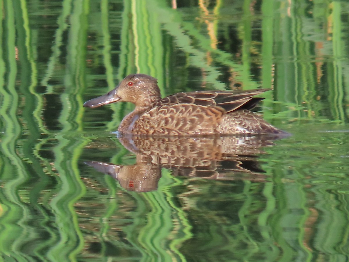 Cinnamon Teal - ML641419086