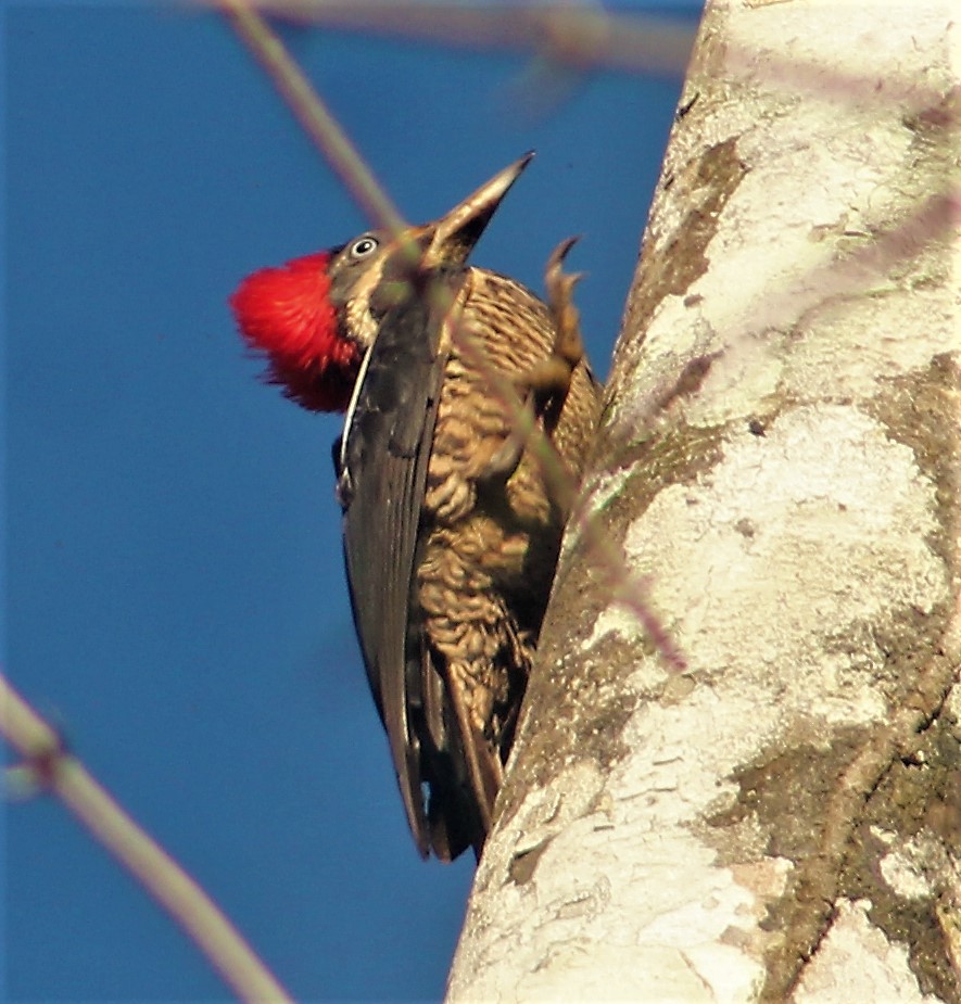 tanımsız ağaçkakan (Campephilus sp.)/Yazılı Kara Ağaçkakan - ML641419088