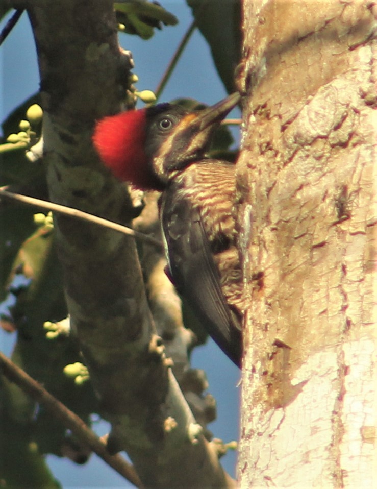 tanımsız ağaçkakan (Campephilus sp.)/Yazılı Kara Ağaçkakan - ML641419089