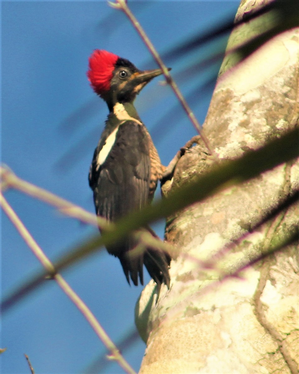 tanımsız ağaçkakan (Campephilus sp.)/Yazılı Kara Ağaçkakan - ML641419090