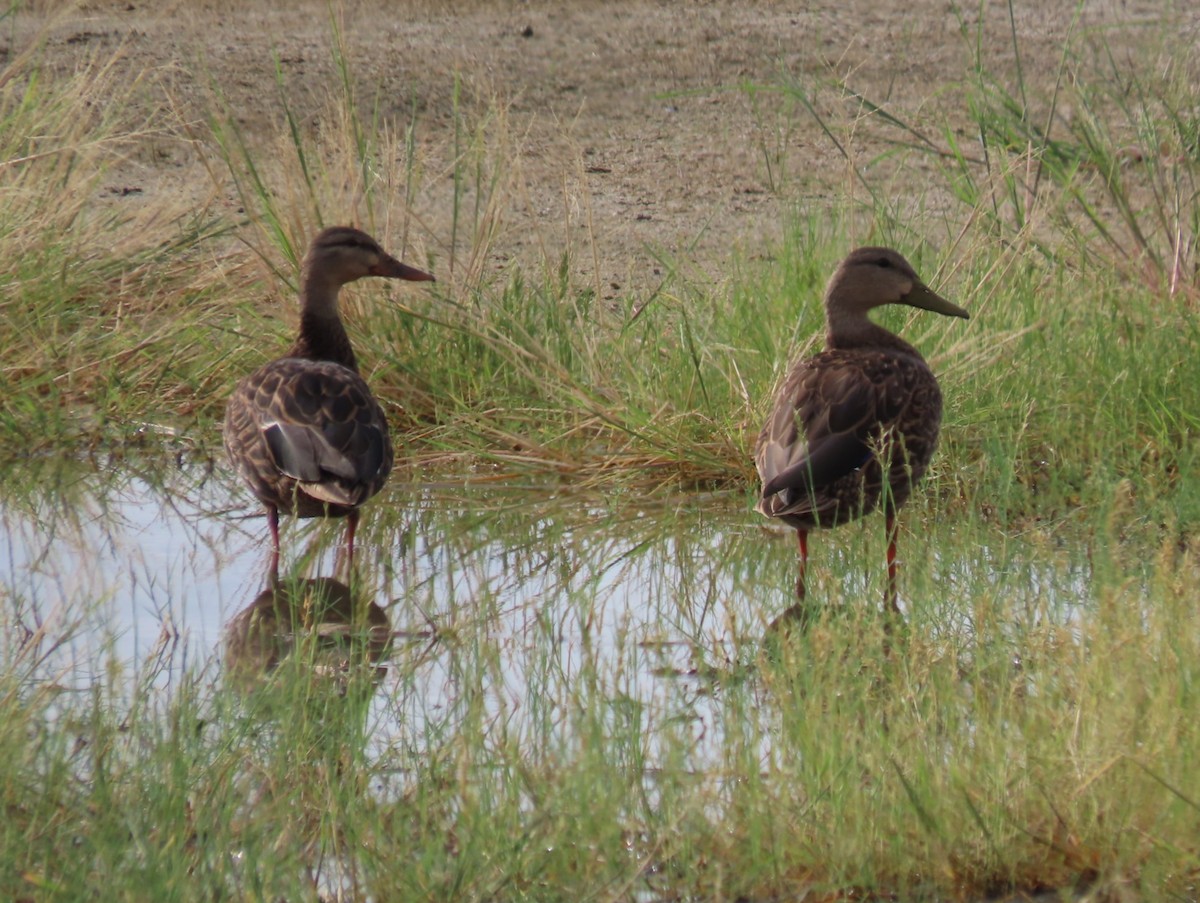 Mexican Duck - ML641419093