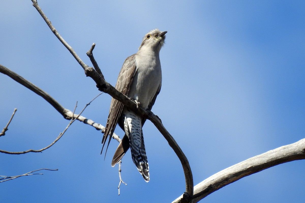 Pallid Cuckoo - ML641419096