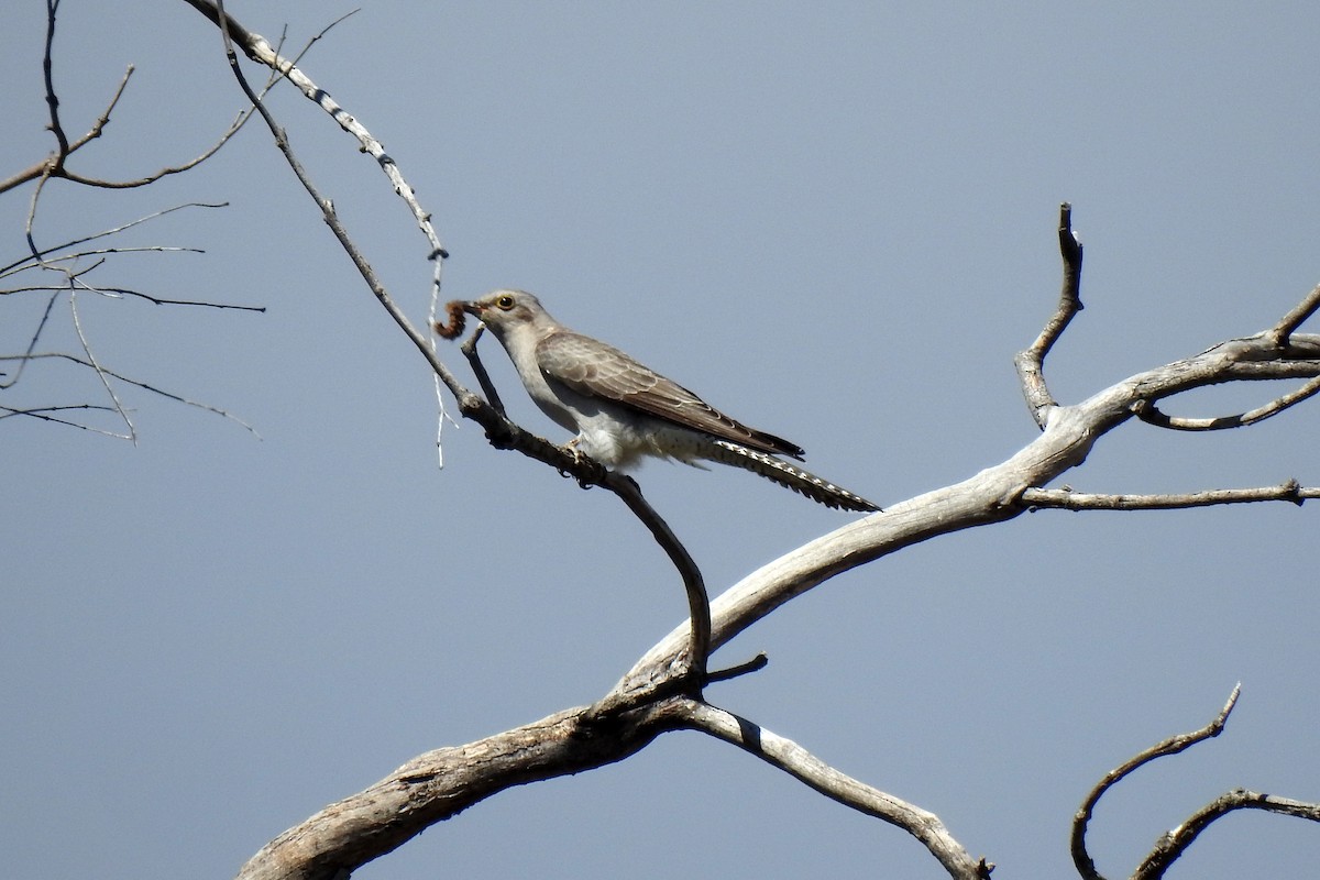 Pallid Cuckoo - ML641419097
