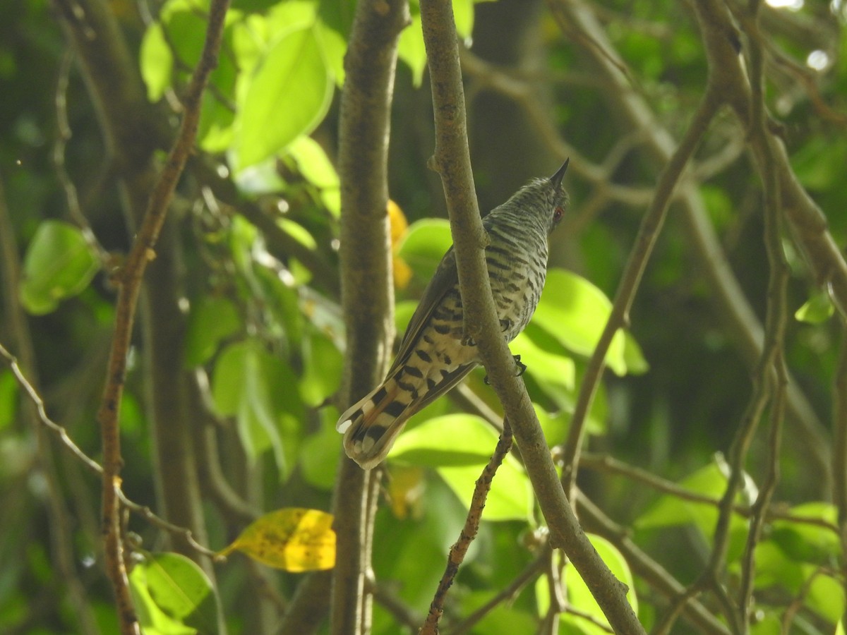 Little Bronze-Cuckoo (Gould's) - ML641419098