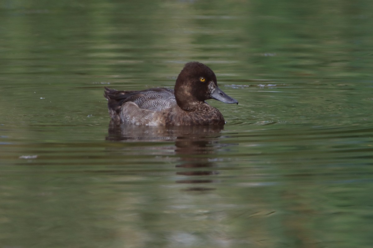 Lesser Scaup - ML641419099