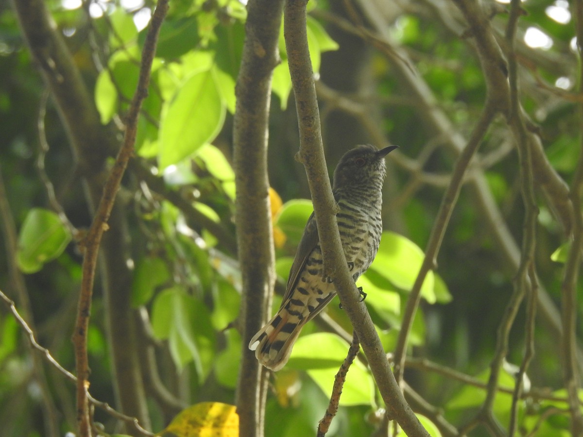 Little Bronze-Cuckoo (Gould's) - ML641419100