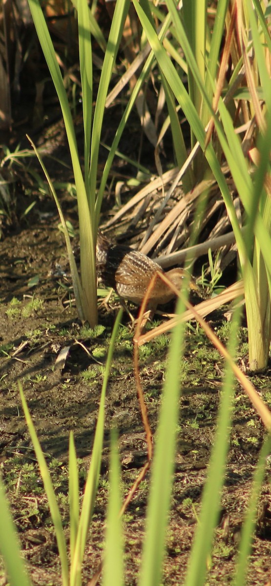 Polluela Sora - ML641419102