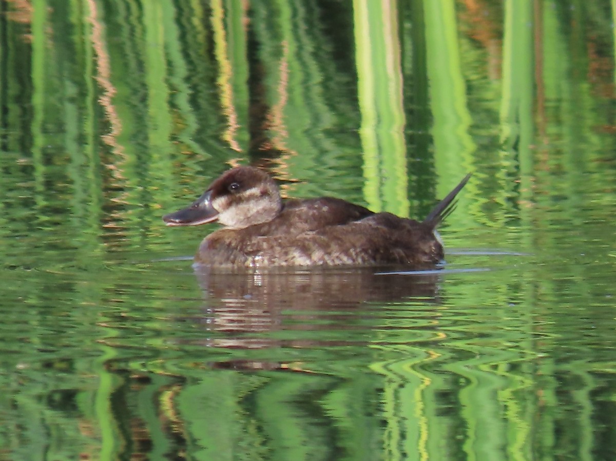 Ruddy Duck - ML641419105