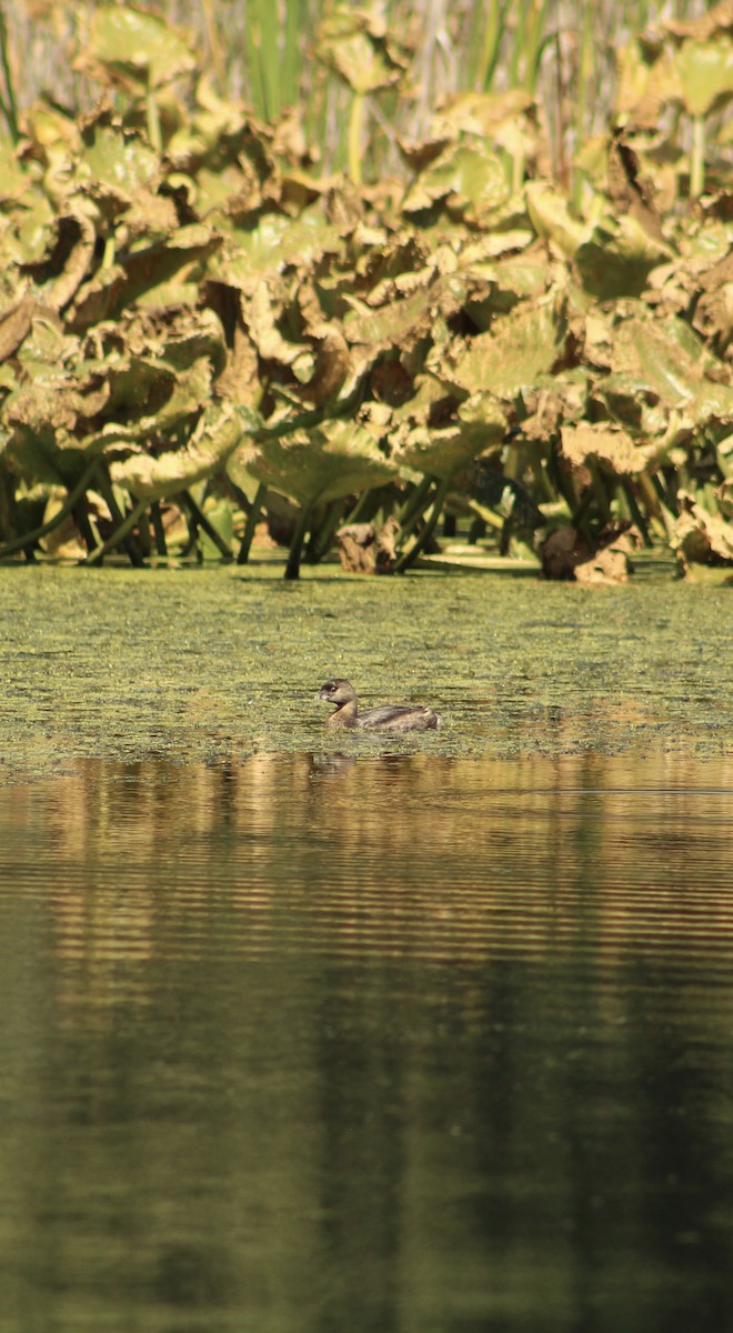 Pied-billed Grebe - ML641419106