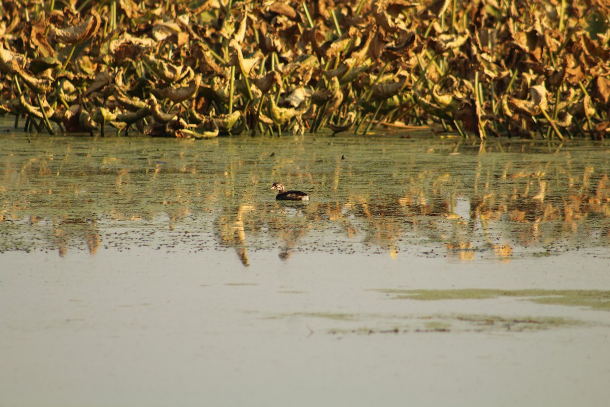 Pied-billed Grebe - ML641419107