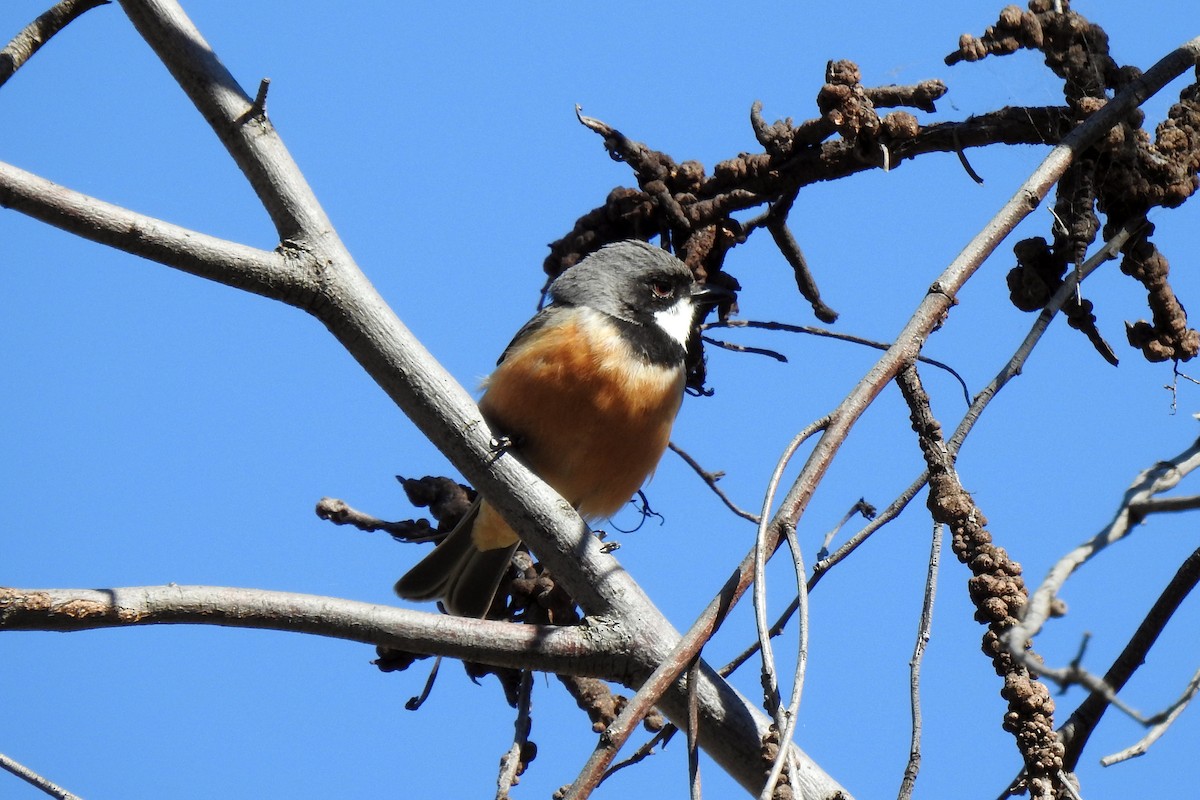 Rufous Whistler - ML641419108