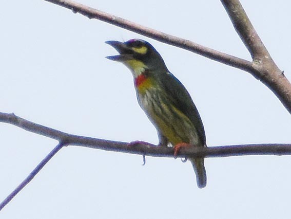 Al Göğüslü Barbet - ML641419120