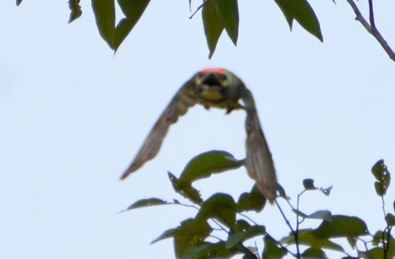 Al Göğüslü Barbet - ML641419126