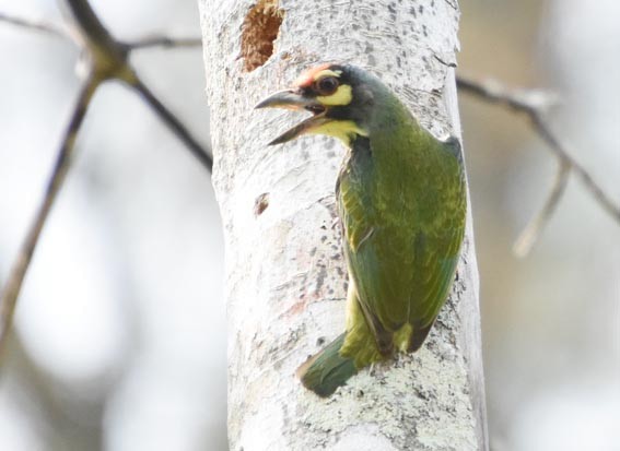 Al Göğüslü Barbet - ML641419132