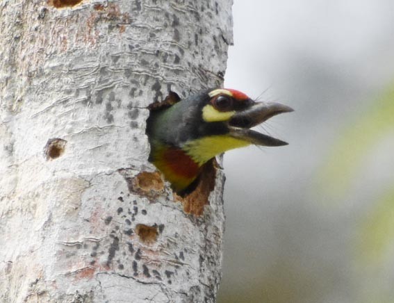 Al Göğüslü Barbet - ML641419143