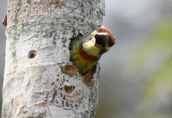 Al Göğüslü Barbet - ML641419149