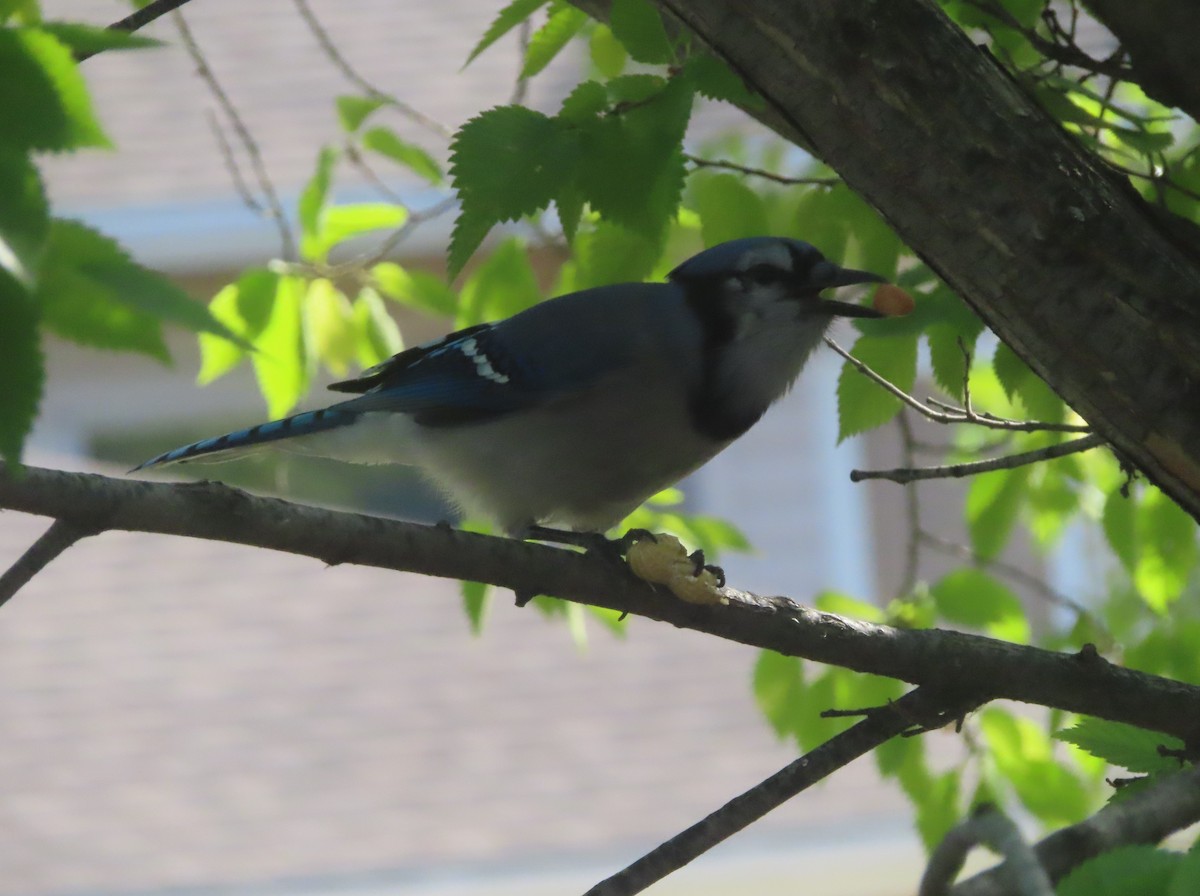 Blue Jay - ML641419152