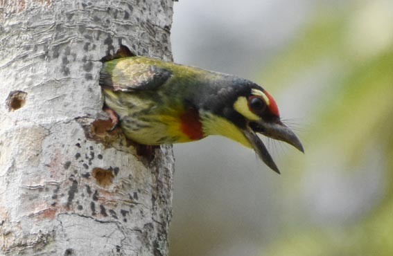 Al Göğüslü Barbet - ML641419153