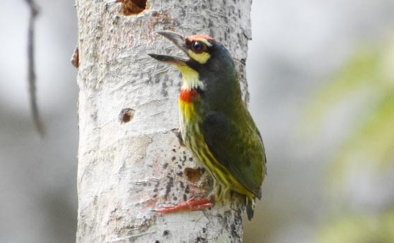 Al Göğüslü Barbet - ML641419165