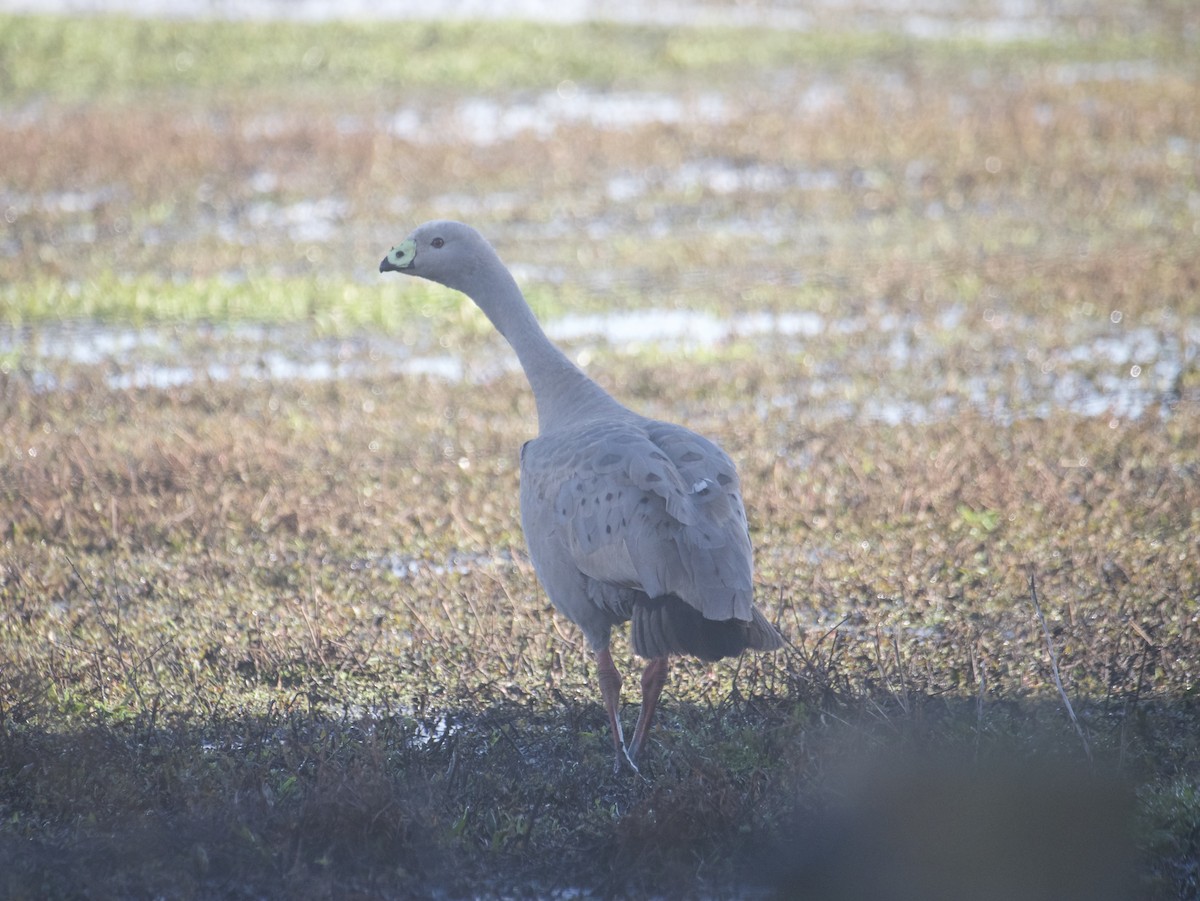 Cape Barren Goose - ML641419167