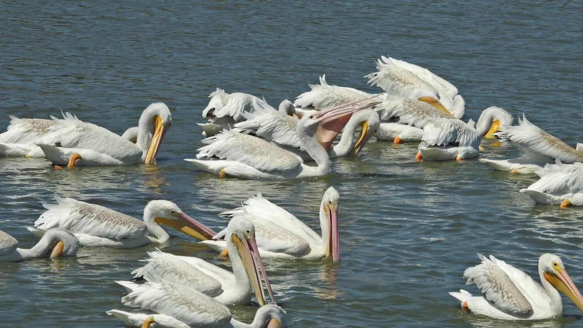 American White Pelican - ML641419171