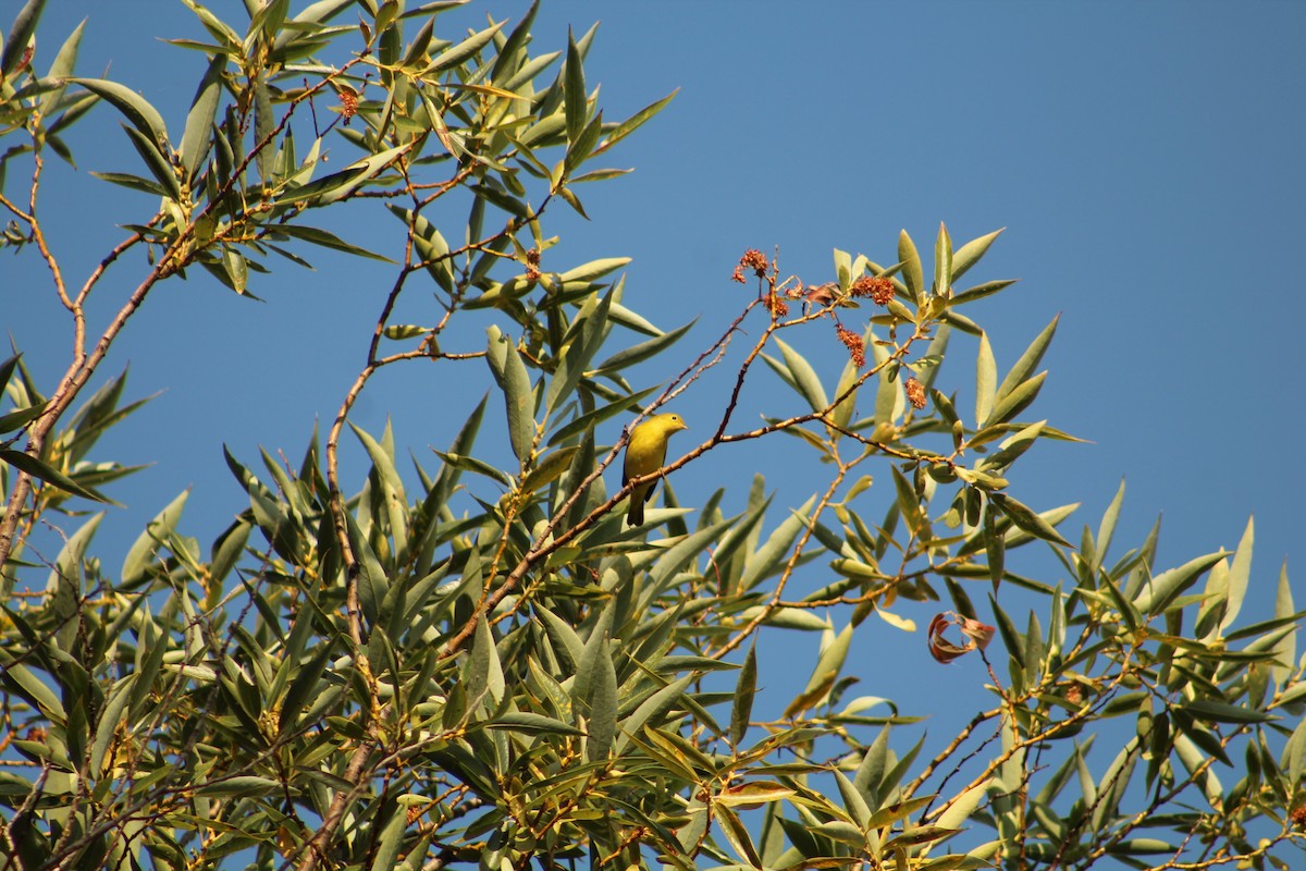 Yellow Warbler - ML641419185