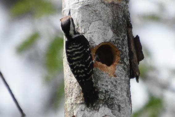 Gray-capped Pygmy Woodpecker - ML641419186