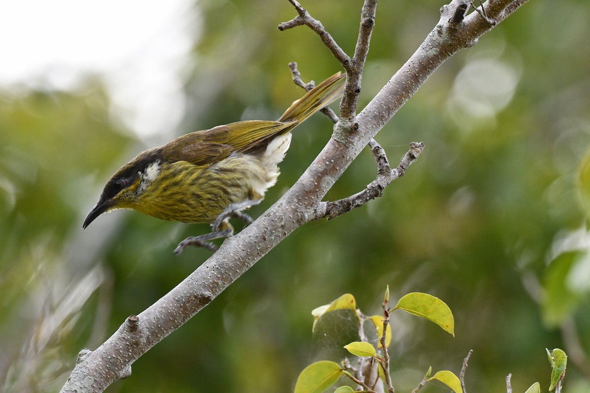 Varied Honeyeater - ML641419190