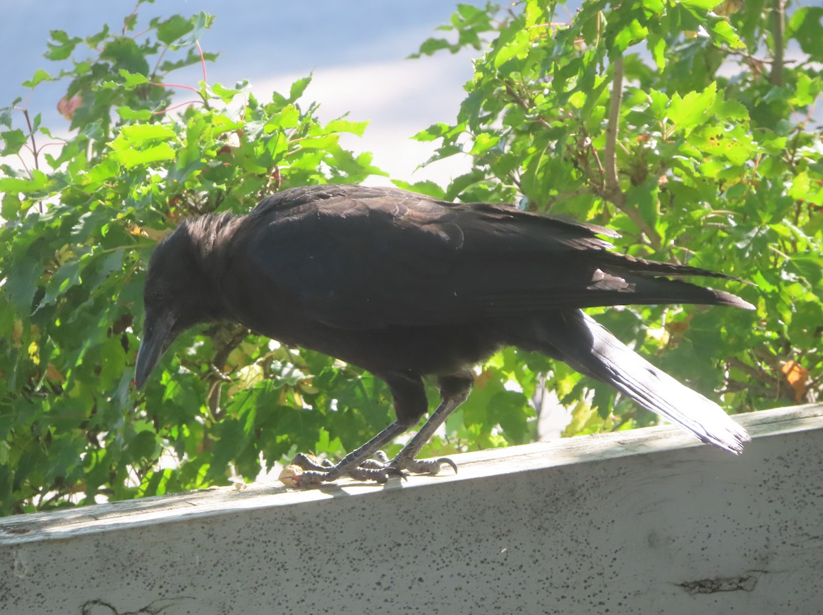 American Crow - ML641419191