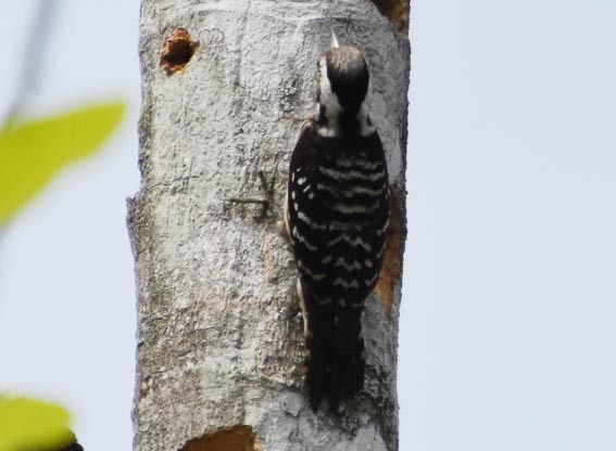 Gray-capped Pygmy Woodpecker - ML641419193