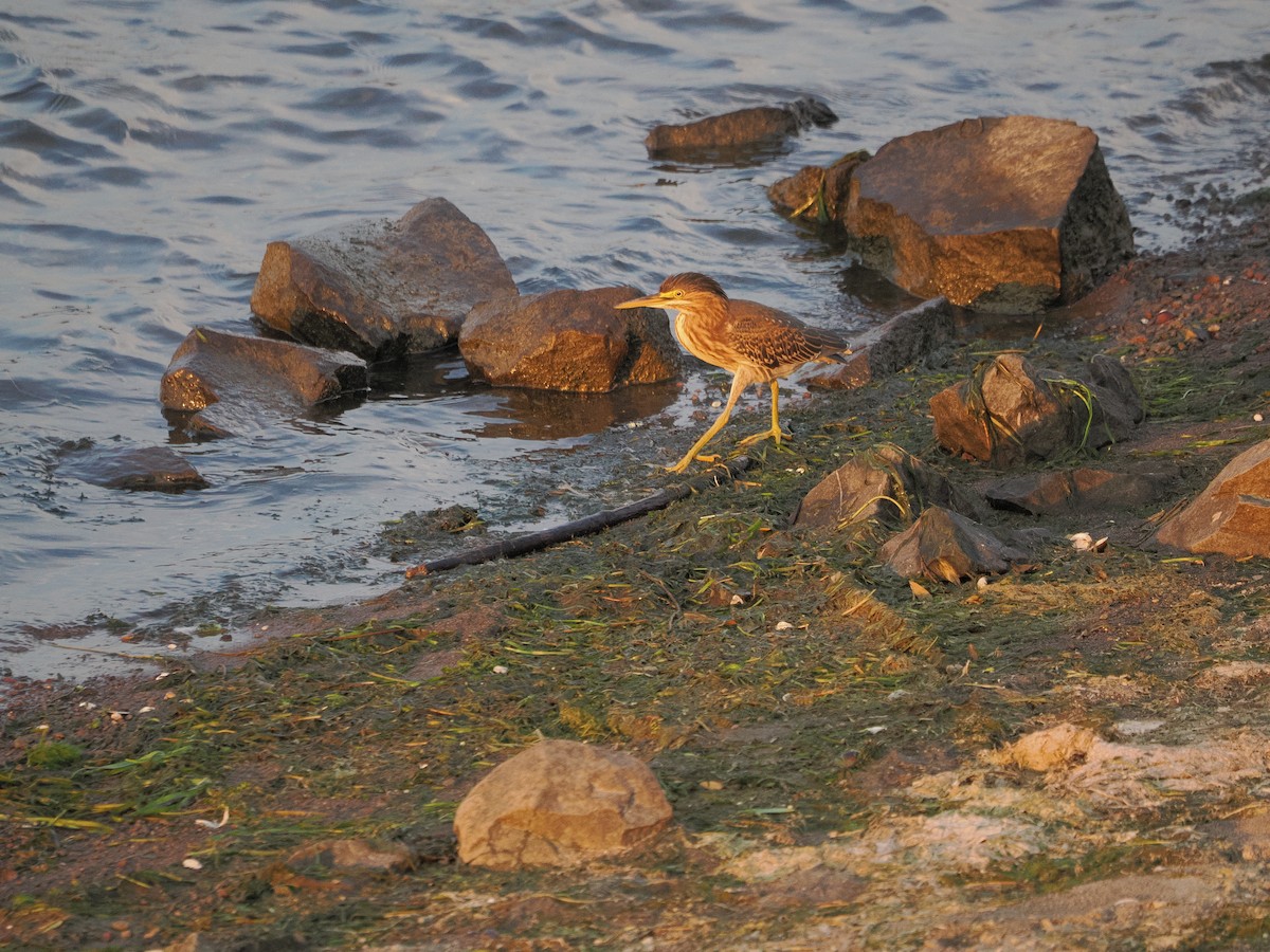 Green Heron - ML641419194