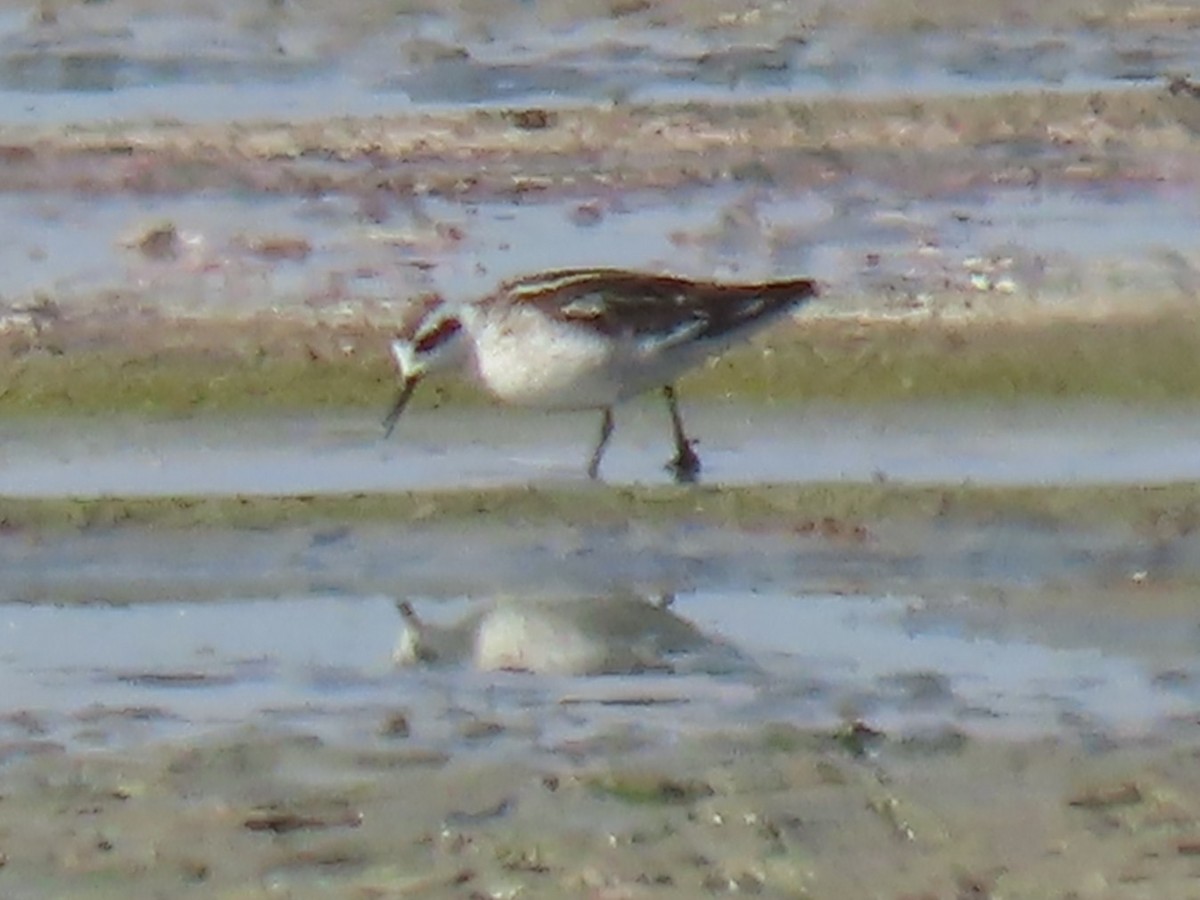 Red-necked Phalarope - ML641419197