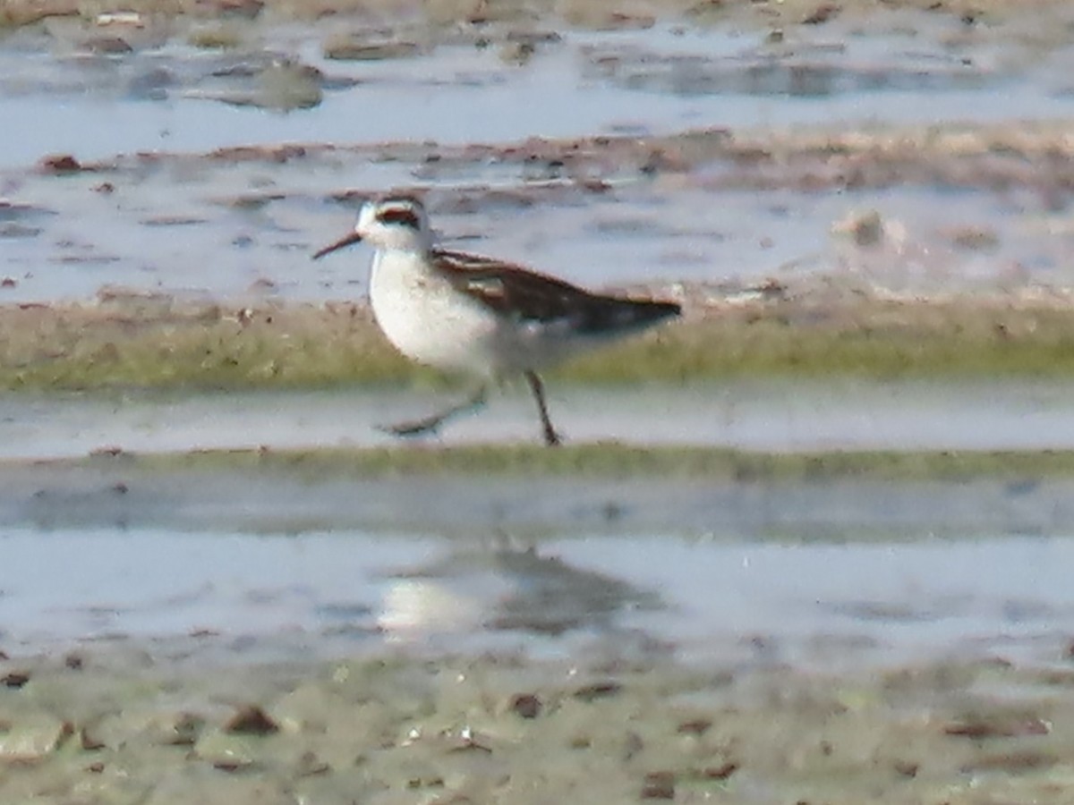 Red-necked Phalarope - ML641419198