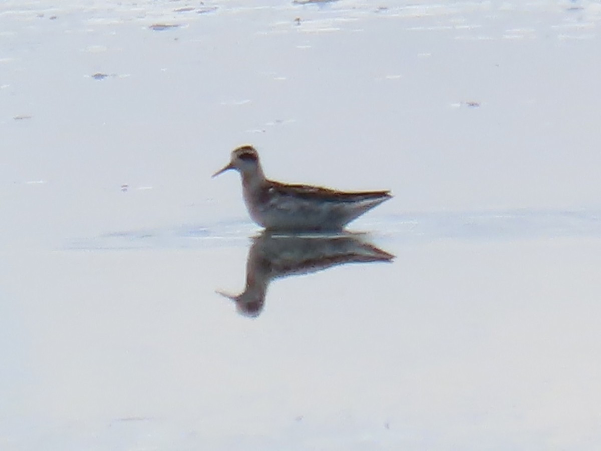 Red-necked Phalarope - ML641419199