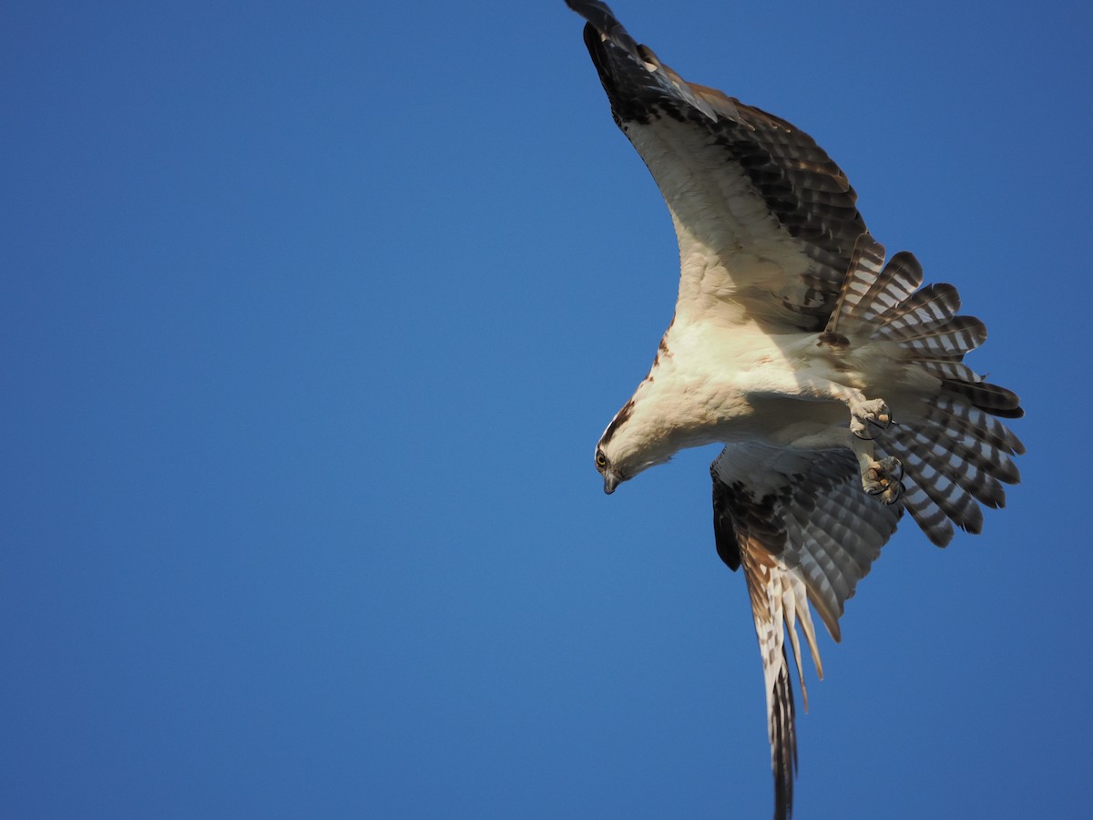 Osprey - ML641419200