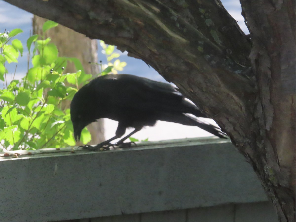 American Crow - ML641419201
