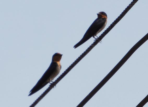 Pacific Swallow - ML641419202