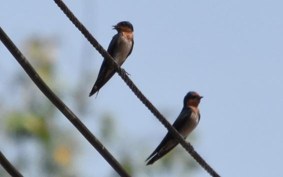 Pacific Swallow - ML641419203