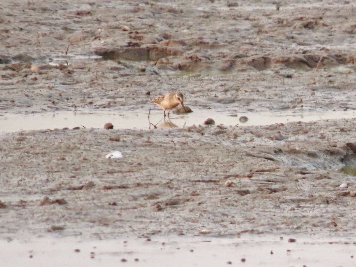 Western Sandpiper - ML641419205