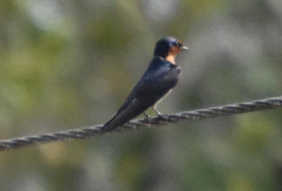 Pacific Swallow - ML641419206