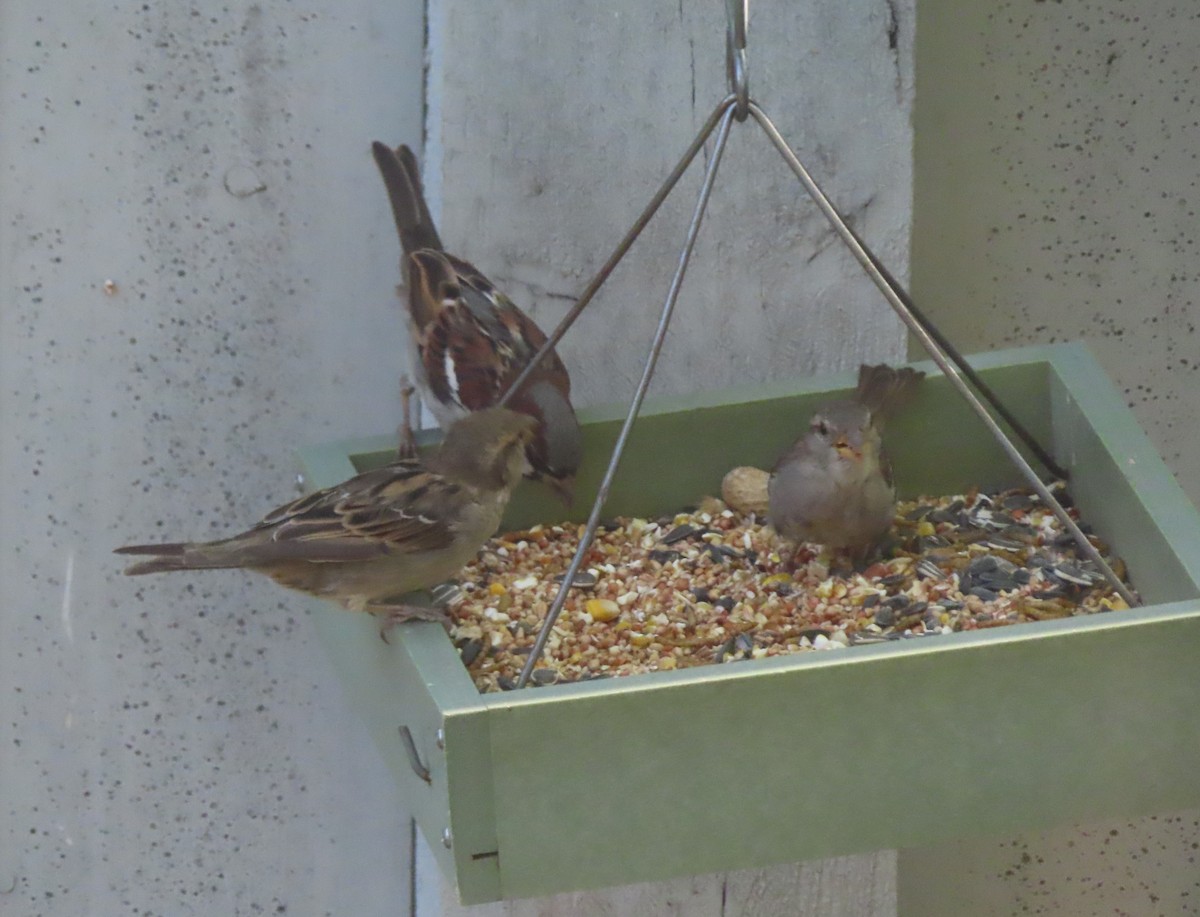 House Sparrow - ML641419207