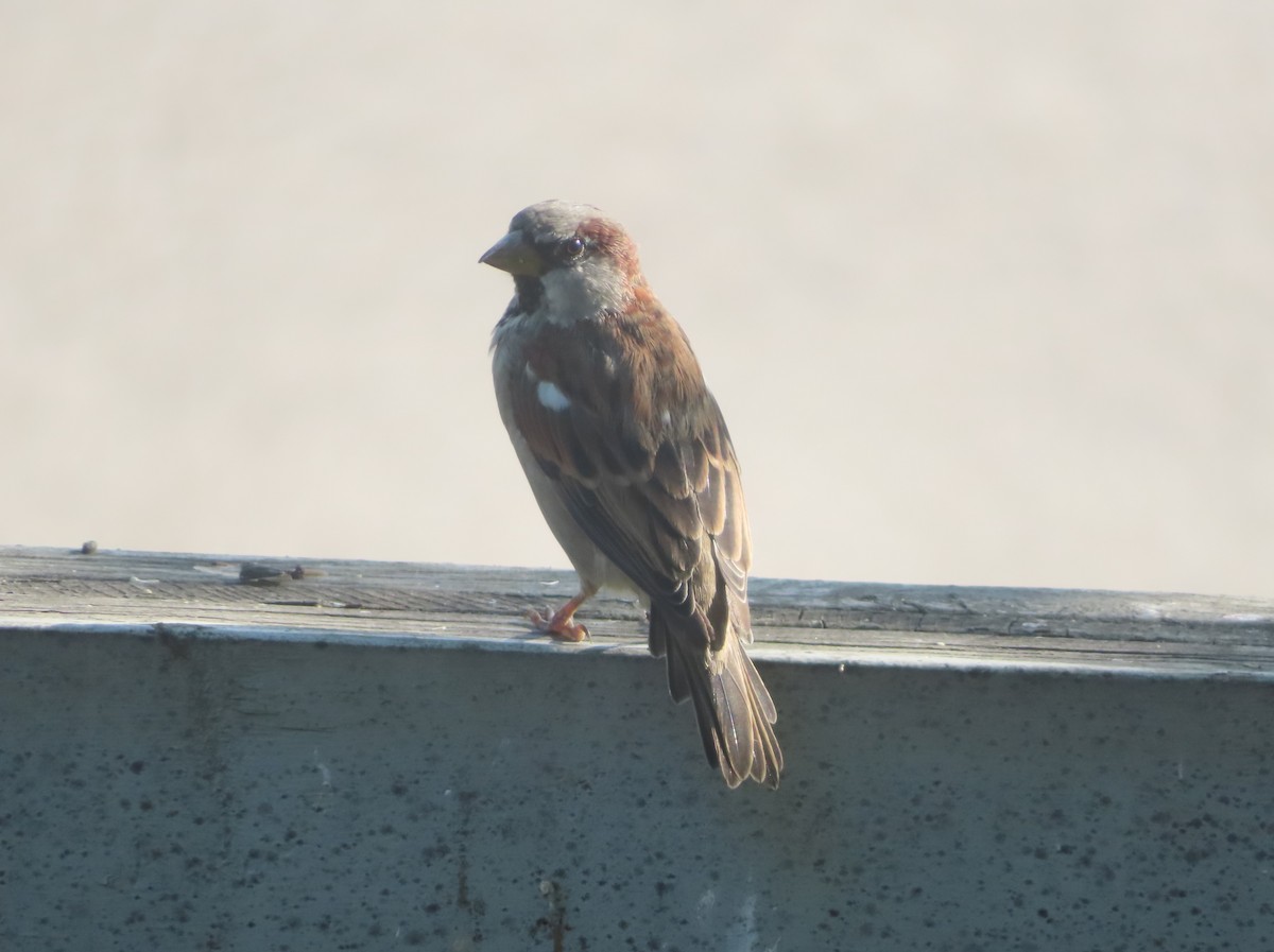 House Sparrow - ML641419209