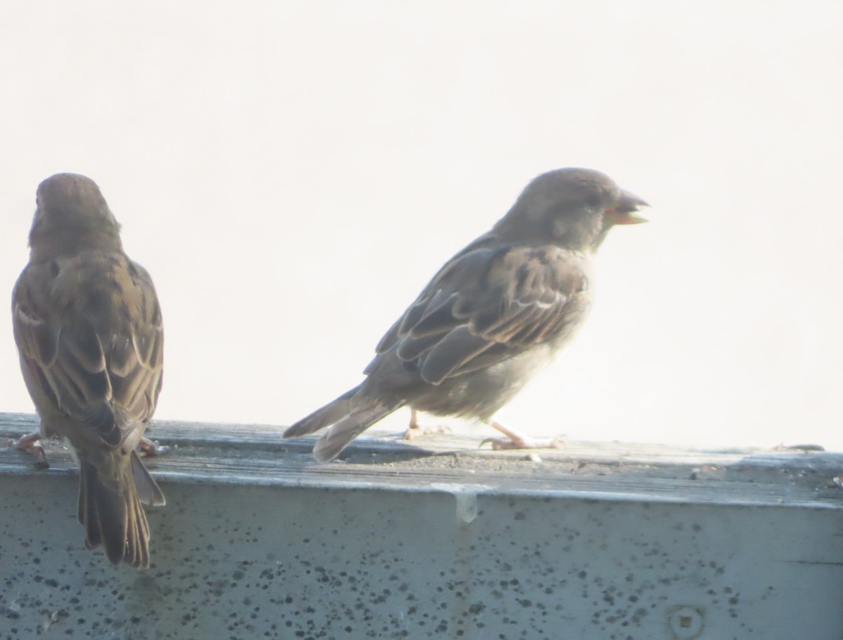 House Sparrow - ML641419210