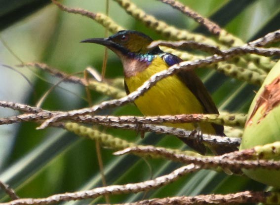 Brown-throated Sunbird - ML641419213